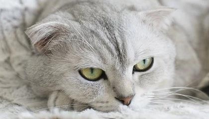 开云体育登录网站入口-星际争霸2“银河争锋”线下预选赛火热开启，银河星际争霸指南